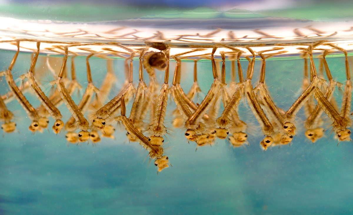 Agar jentik nyamuk mati di setiap bak air diberi larutan