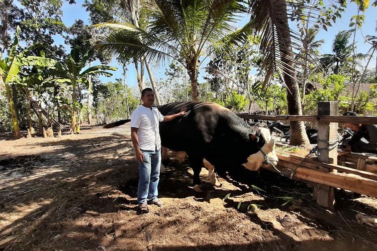 sapi jokowi
