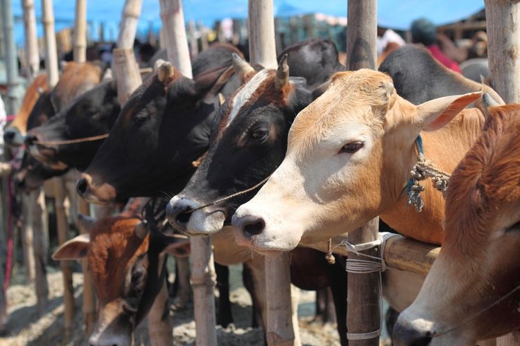 sapi jokowi