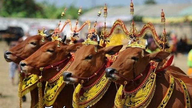Tradisi Unik Nusantara di Hari Raya Idul Adha