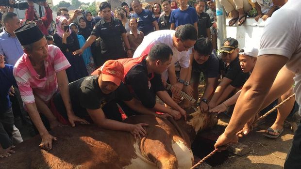 Anies Baswedan Ikut Sembelih 3 Ekor Kambing dan 1 Sapi di Mushalla Babul Khoeirat