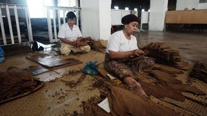 Tembakau Deli, Primadona Sumatera Yang Kian Redup