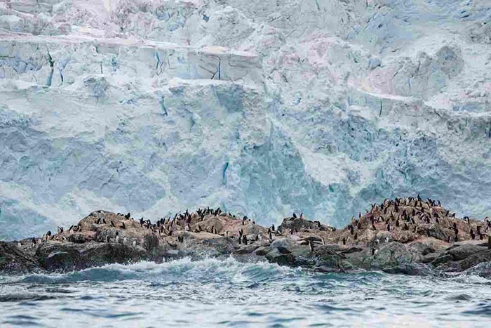 Krisis Iklim, Jumlah Penguin di Antartika Menurun Drastis