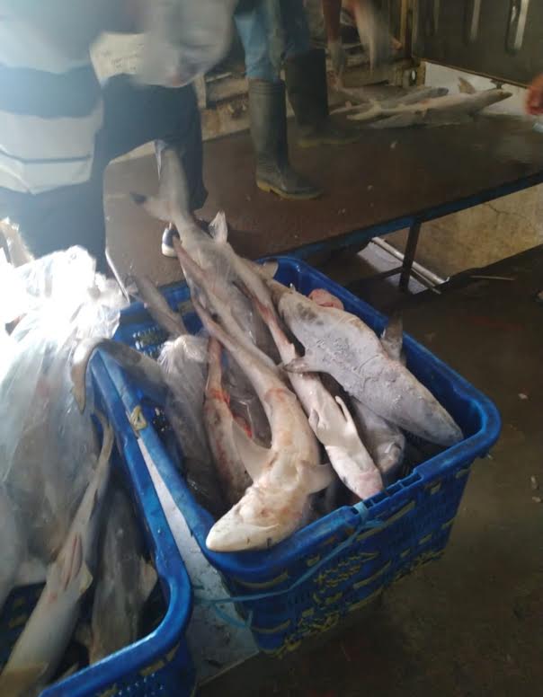 KKP Gagalkan Pengiriman 374 Kg Ikan Dilindungi